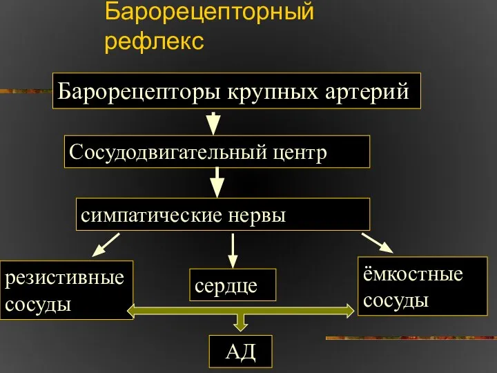 Барорецепторный рефлекс Барорецепторы крупных артерий Сосудодвигательный центр симпатические нервы резистивные сосуды ёмкостные сосуды сердце АД