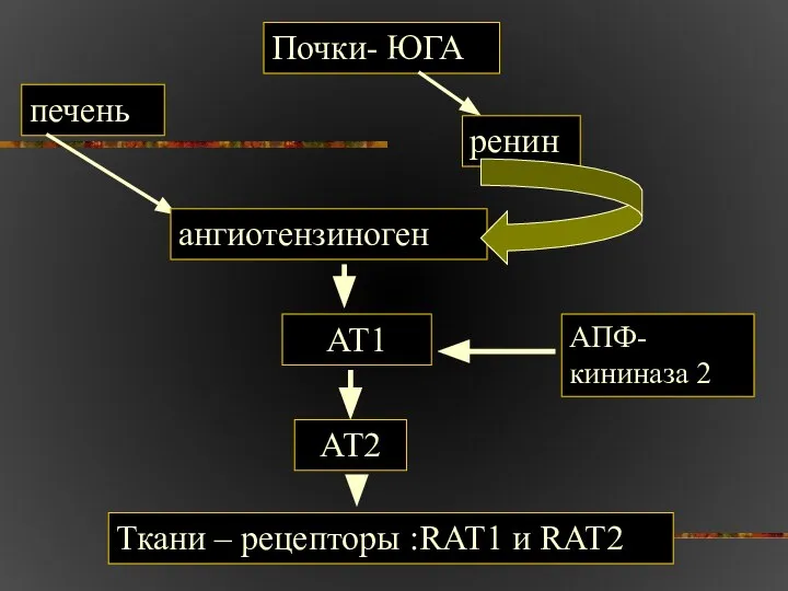 Почки- ЮГА ренин печень ангиотензиноген АТ1 АПФ- кининаза 2 АТ2 Ткани – рецепторы :RАТ1 и RАТ2