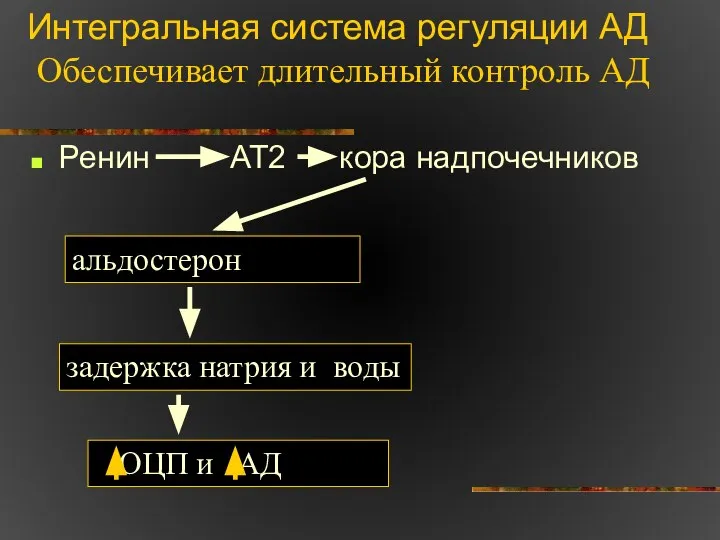 Интегральная система регуляции АД Обеспечивает длительный контроль АД Ренин АТ2 кора