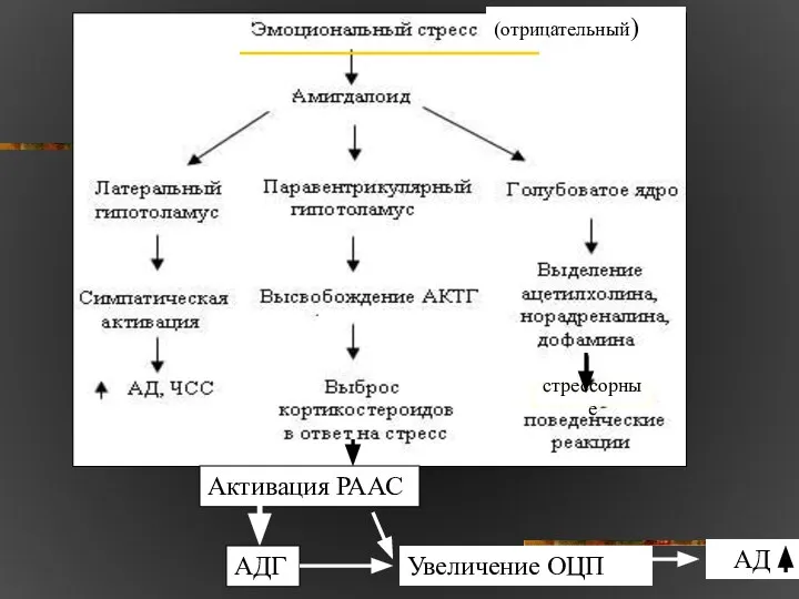 стрессорные (отрицательный) Активация РААС АДГ Увеличение ОЦП АД