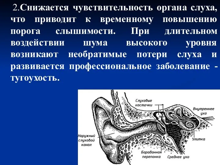 2.Снижается чувствительность органа слуха, что приводит к временному повышению порога слышимости.