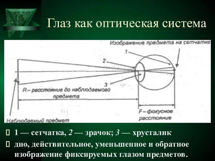 Глаз как оптическая система 1 — сетчатка, 2 — зрачок; 3