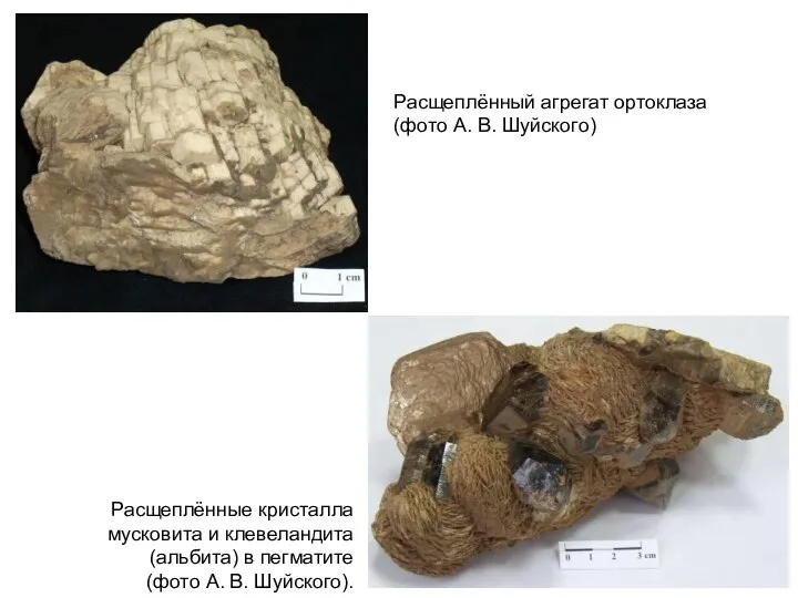 Расщеплённые кристалла мусковита и клевеландита (альбита) в пегматите (фото А. В.