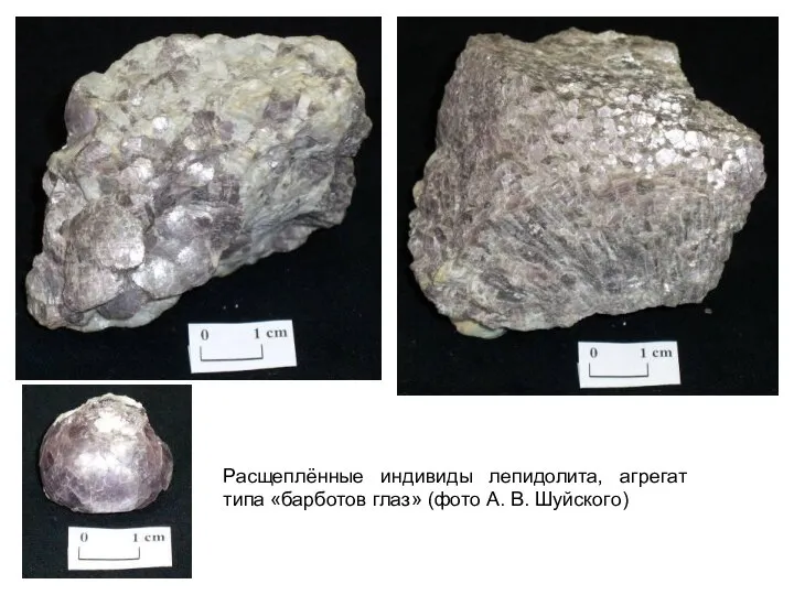 Расщеплённые индивиды лепидолита, агрегат типа «барботов глаз» (фото А. В. Шуйского)