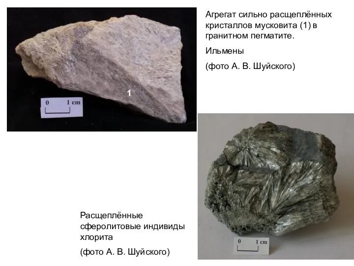 Агрегат сильно расщеплённых кристаллов мусковита (1) в гранитном пегматите. Ильмены (фото