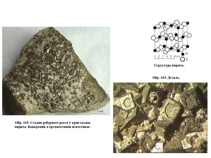Обр. 145. Стадия реберного роста у кристаллов пирита. Конкреция в органогенном