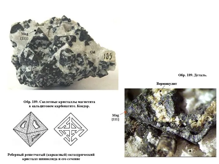 Обр. 189. Скелетные кристаллы магнетита в кальцитовом карбонатите. Ковдор. Обр. 189.