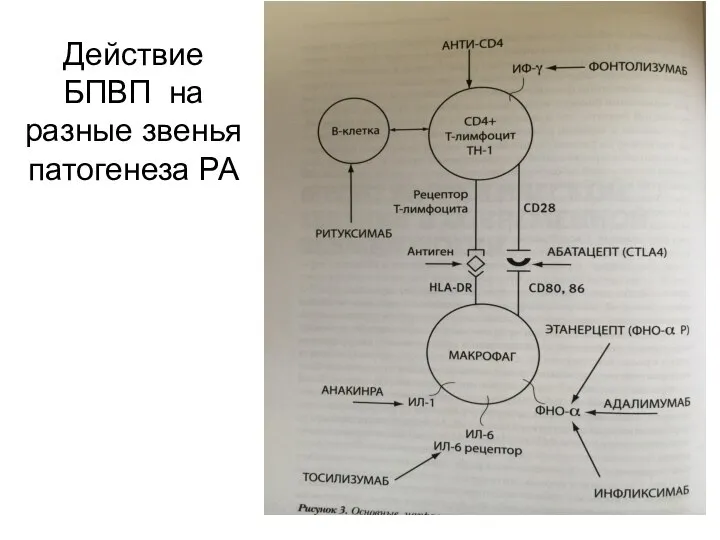 Действие БПВП на разные звенья патогенеза РА