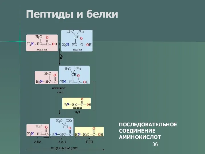 Пептиды и белки ПОСЛЕДОВАТЕЛЬНОЕ СОЕДИНЕНИЕ АМИНОКИСЛОТ