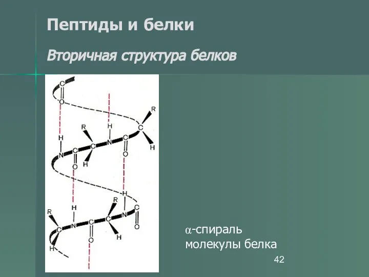 Пептиды и белки Вторичная структура белков α-спираль молекулы белка