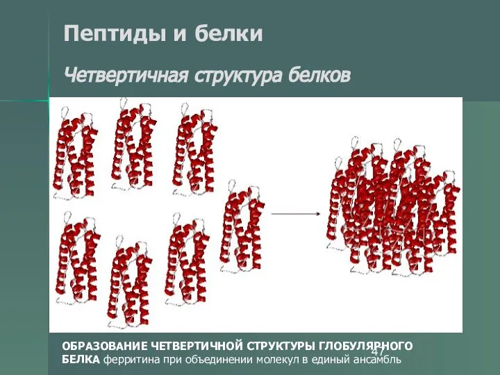 Пептиды и белки Четвертичная структура белков ОБРАЗОВАНИЕ ЧЕТВЕРТИЧНОЙ СТРУКТУРЫ ГЛОБУЛЯРНОГО БЕЛКА