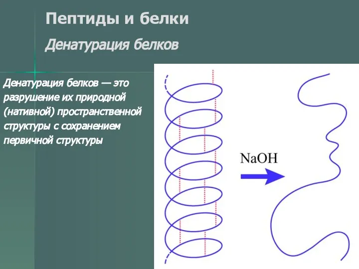 Пептиды и белки Денатурация белков Денатурация белков — это разрушение их