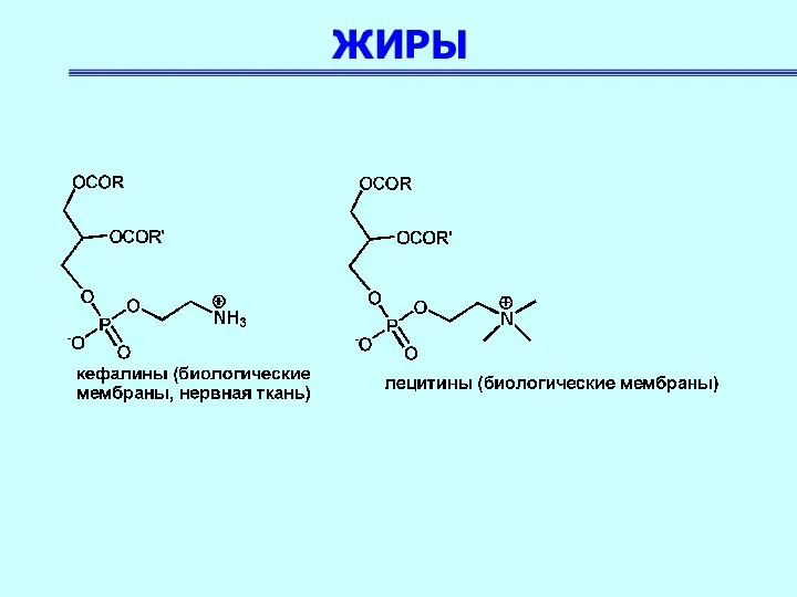 ЖИРЫ