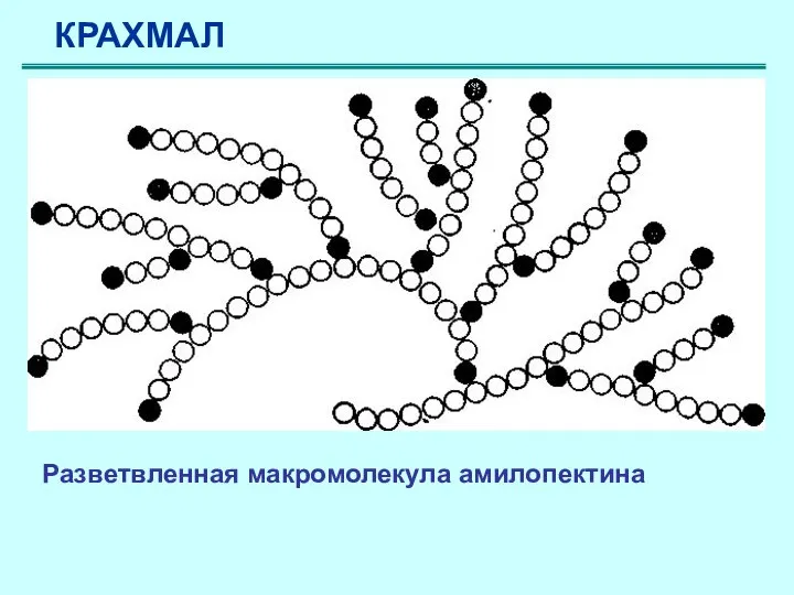 Разветвленная макромолекула амилопектина КРАХМАЛ