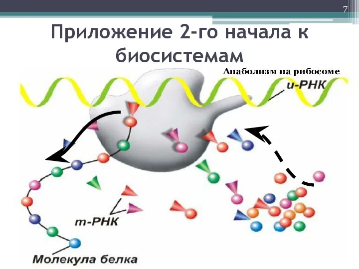 Приложение 2-го начала к биосистемам Анаболизм на рибосоме