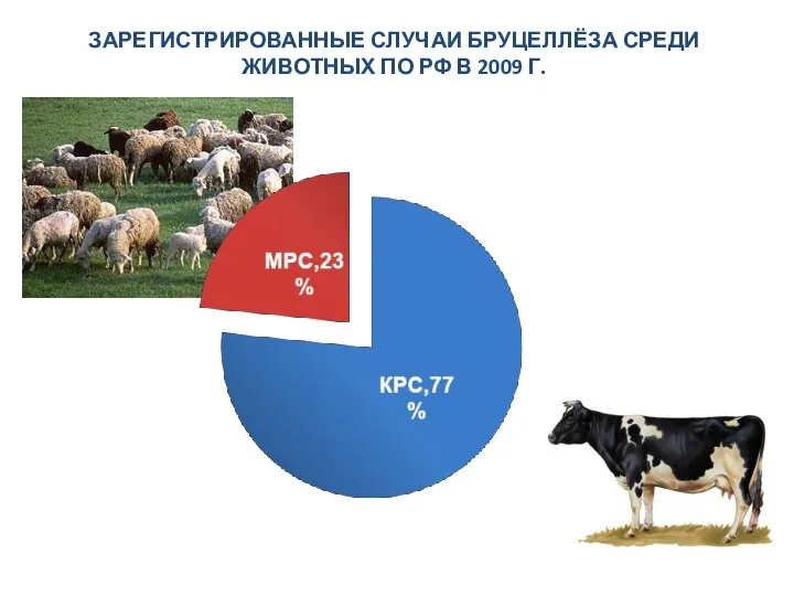 ЗАРЕГИСТРИРОВАННЫЕ СЛУЧАИ БРУЦЕЛЛЁЗА СРЕДИ ЖИВОТНЫХ ПО РФ В 2009 Г.