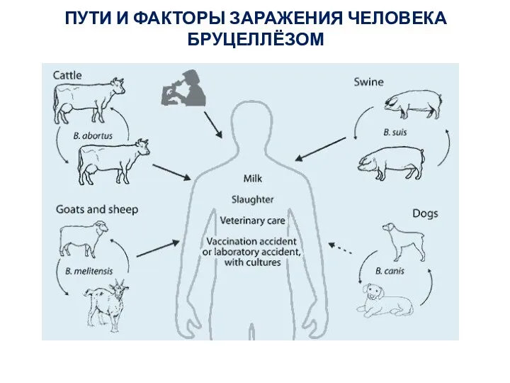 ПУТИ И ФАКТОРЫ ЗАРАЖЕНИЯ ЧЕЛОВЕКА БРУЦЕЛЛЁЗОМ