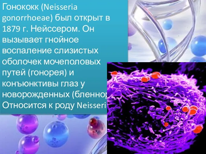 Гонококк (Neisseria gonorrhoeae) был открыт в 1879 г. Нейссером. Он вызывает