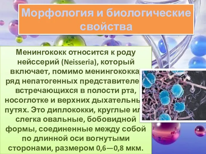 Морфология и биологические свойства Менингококк относится к роду нейссерий (Neisseria), который