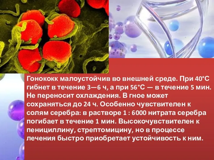 Гонококк малоустойчив во внешней среде. При 40°С гибнет в течение 3—6