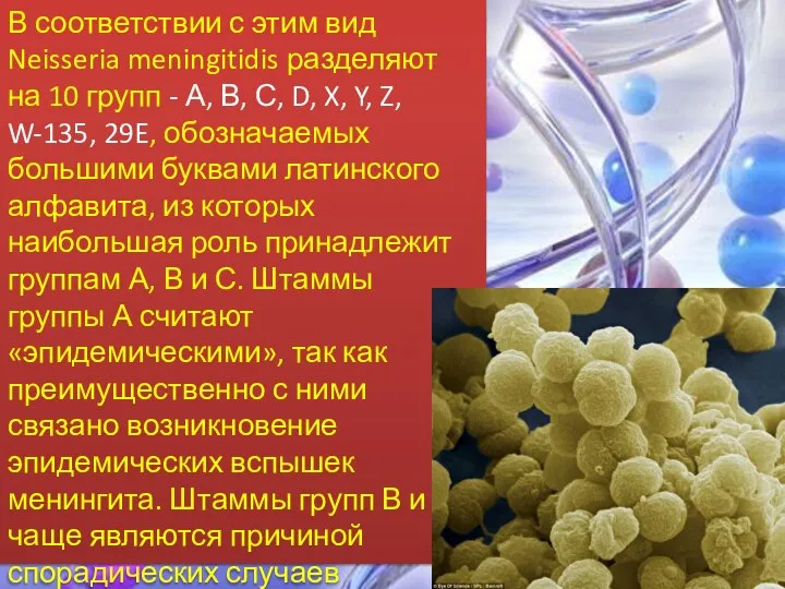 В соответствии с этим вид Neisseria meningitidis разделяют на 10 групп