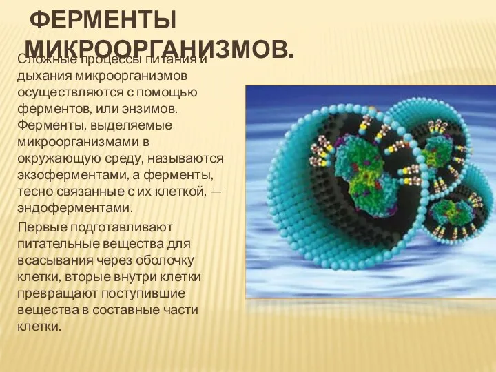 ФЕРМЕНТЫ МИКРООРГАНИЗМОВ. Сложные процессы питания и дыхания микроорганизмов осуществляются с помощью