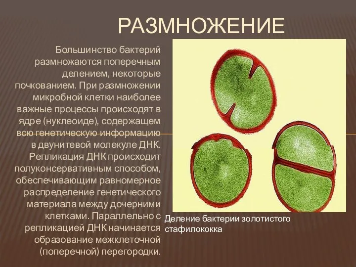 РАЗМНОЖЕНИЕ Большинство бактерий размножаются поперечным делением, некоторые почкованием. При размножении микробной