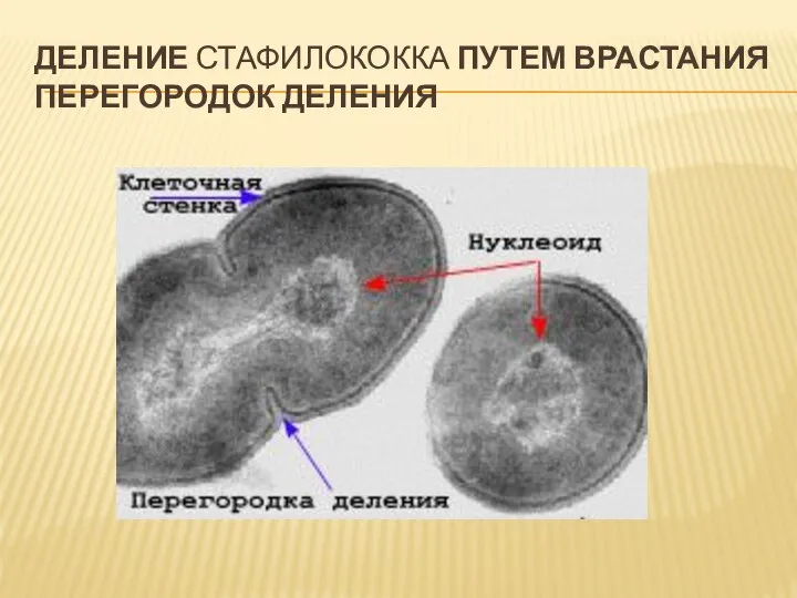 ДЕЛЕНИЕ СТАФИЛОКОККА ПУТЕМ ВРАСТАНИЯ ПЕРЕГОРОДОК ДЕЛЕНИЯ