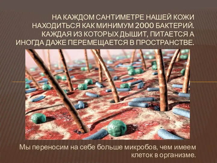 НА КАЖДОМ САНТИМЕТРЕ НАШЕЙ КОЖИ НАХОДИТЬСЯ КАК МИНИМУМ 2000 БАКТЕРИЙ. КАЖДАЯ