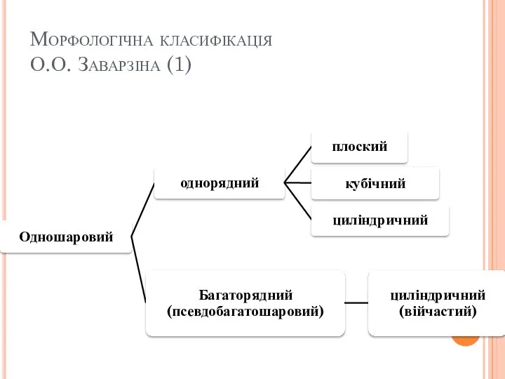 Морфологічна класифікація О.О. Заварзіна (1)