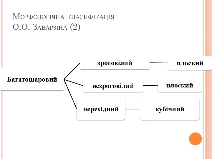 Морфологічна класифікація О.О. Заварзіна (2)