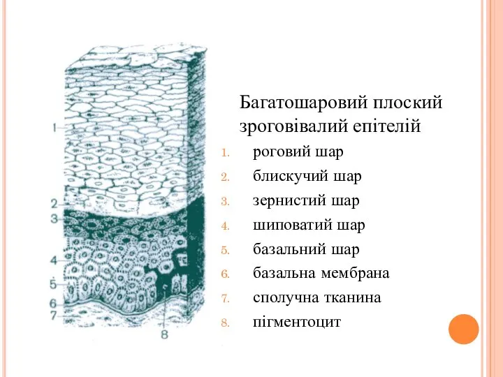 Багатошаровий плоский зроговівалий епітелій роговий шар блискучий шар зернистий шар шиповатий