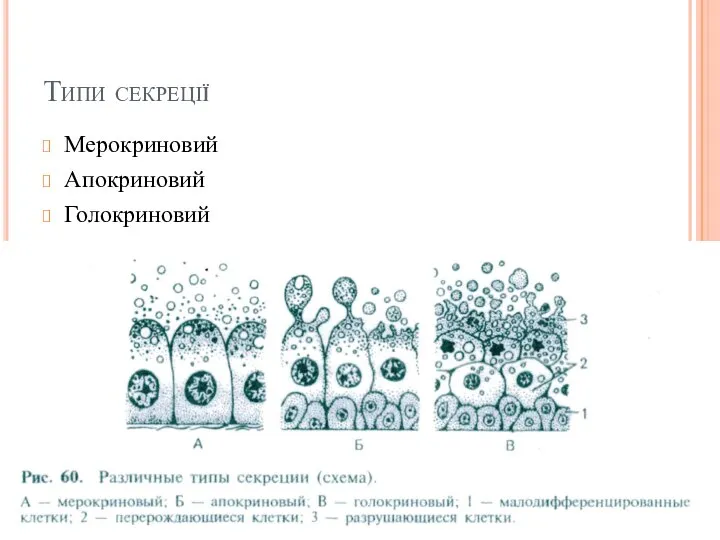 Типи секреції Мерокриновий Апокриновий Голокриновий