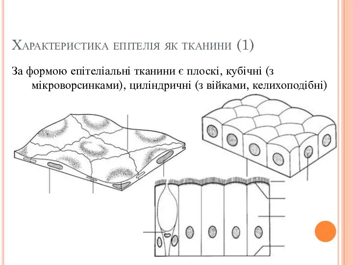 Характеристика епітелія як тканини (1) За формою епітеліальні тканини є плоскі,