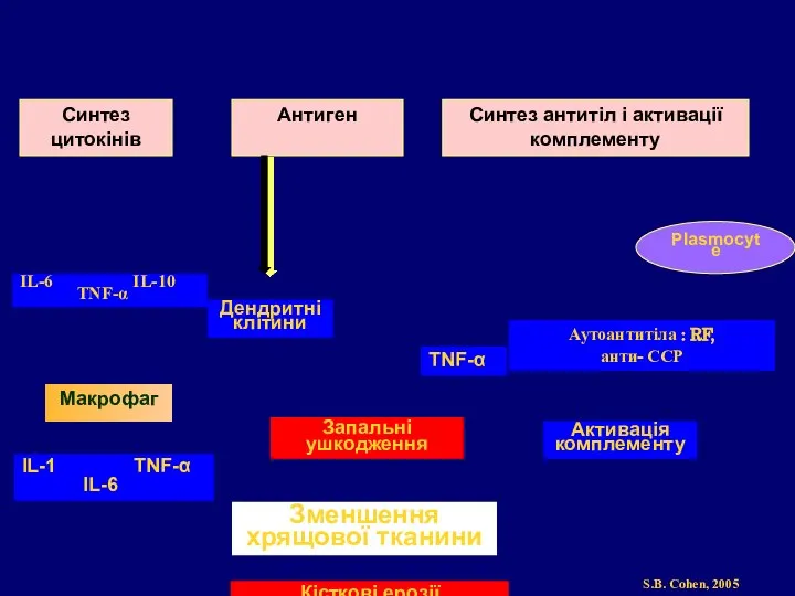 Зменшення хрящової тканини Запальні ушкодження Активація комплементу Синтез цитокінів Антиген Синтез