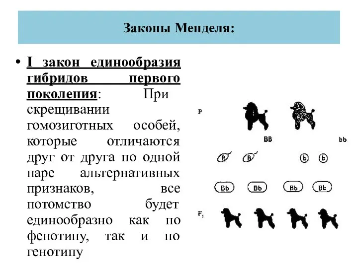 Законы Менделя: I закон единообразия гибридов первого поколения: При скрещивании гомозиготных
