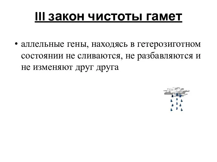 III закон чистоты гамет аллельные гены, находясь в гетерозиготном состоянии не