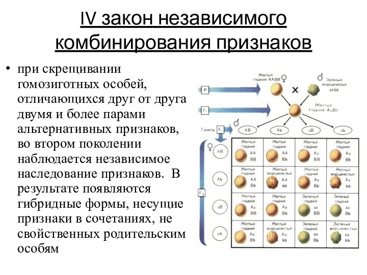 IV закон независимого комбинирования признаков при скрещивании гомозиготных особей, отличающихся друг