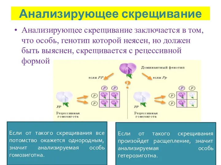 Анализирующее скрещивание Анализирующее скрещивание заключается в том, что особь, генотип которой