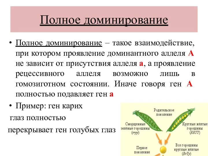 Полное доминирование Полное доминирование – такое взаимодействие, при котором проявление доминантного