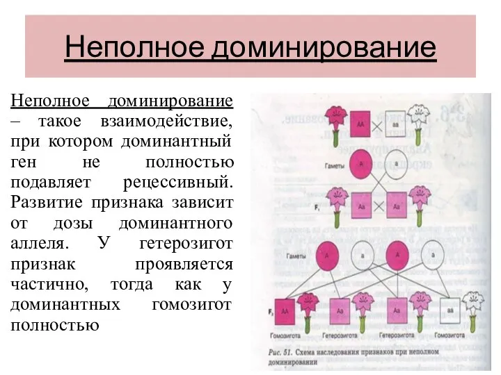 Неполное доминирование Неполное доминирование – такое взаимодействие, при котором доминантный ген