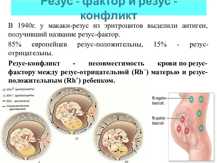 Резус - фактор и резус - конфликт В 1940г. у макаки-резус