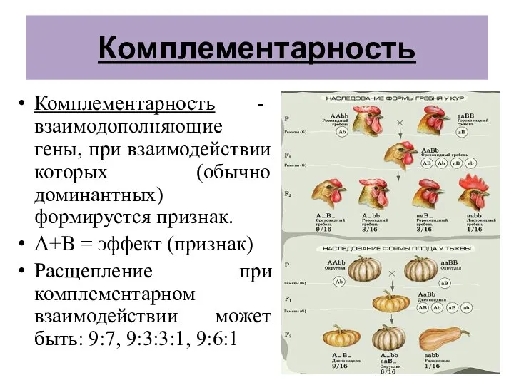 Комплементарность Комплементарность - взаимодополняющие гены, при взаимодействии которых (обычно доминантных) формируется