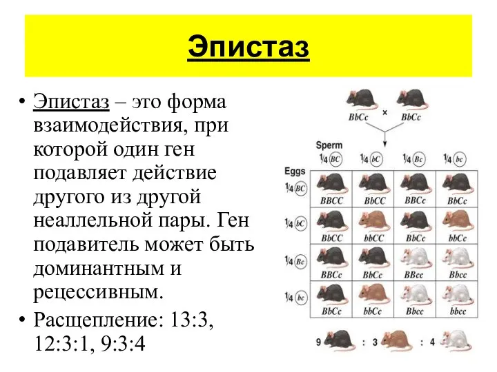 Эпистаз Эпистаз – это форма взаимодействия, при которой один ген подавляет