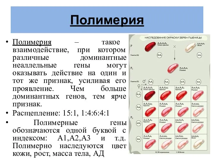 Полимерия Полимерия – такое взаимодействие, при котором различные доминантные неаллельные гены