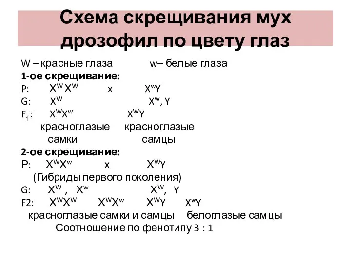 Схема скрещивания мух дрозофил по цвету глаз W – красные глаза