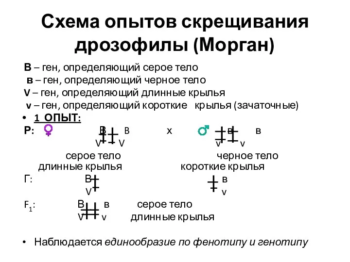 Схема опытов скрещивания дрозофилы (Морган) В – ген, определяющий серое тело