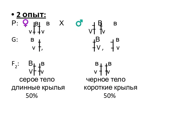 2 опыт: Р: ♀ в в Х ♂ В в v