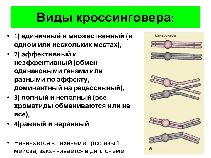 Виды кроссинговера: 1) единичный и множественный (в одном или нескольких местах),