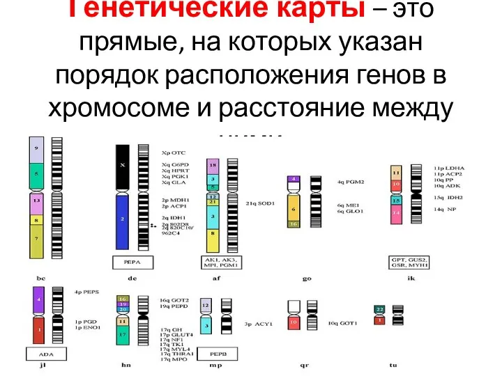 Генетические карты – это прямые, на которых указан порядок расположения генов